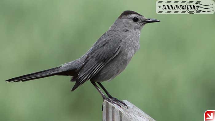 catbird001