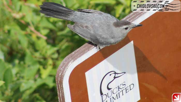 catbird006