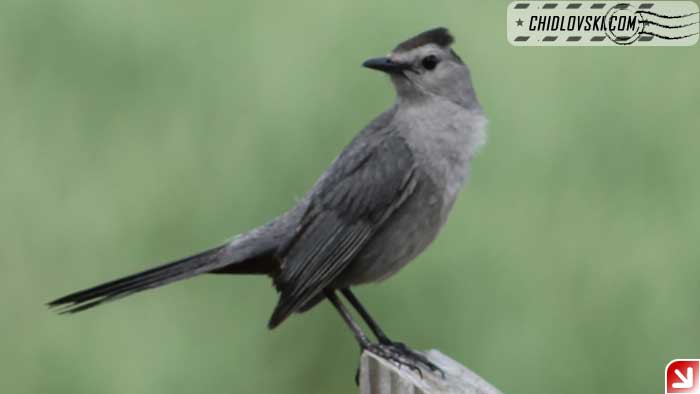 catbird008