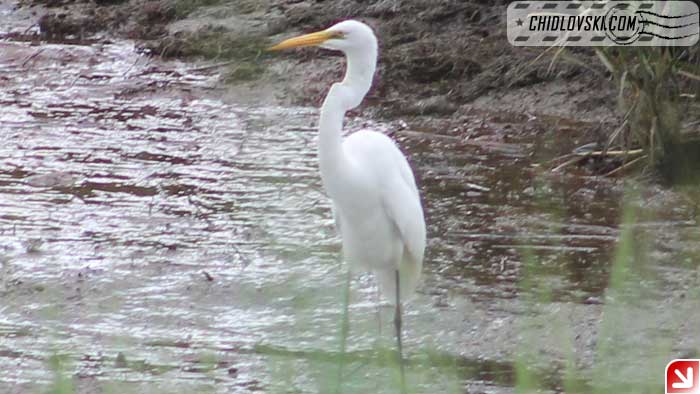 great-egret-001