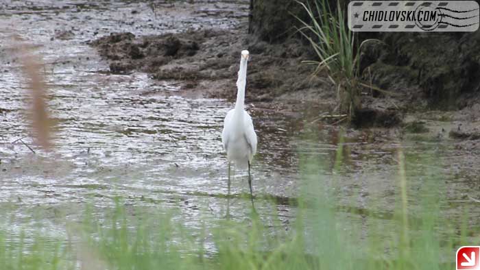 great-egret-002