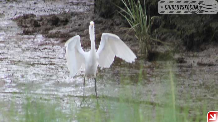 great-egret-003