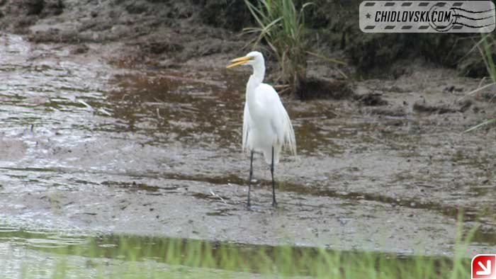 great-egret-004