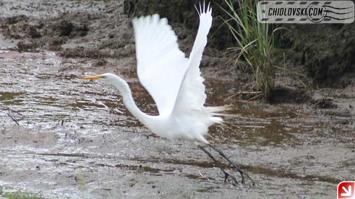 great-egret-005