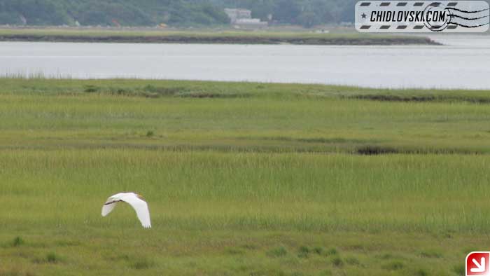 great-egret-006