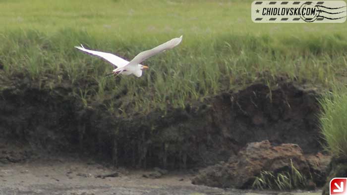 great-egret-007