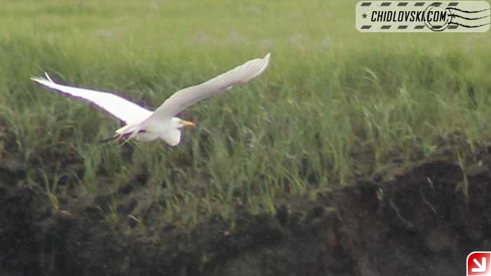 great-egret-008