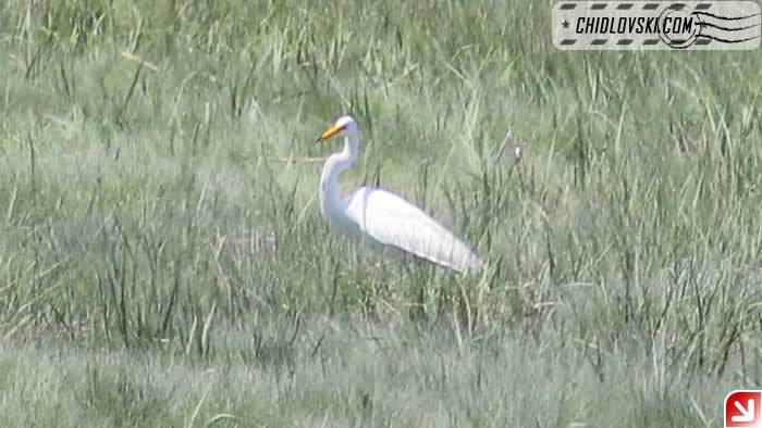 great-egret-100