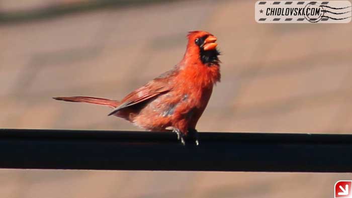 cardinals-001