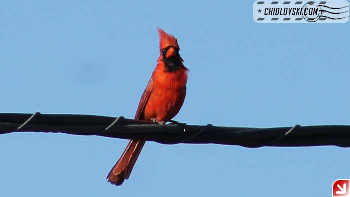cardinals-002