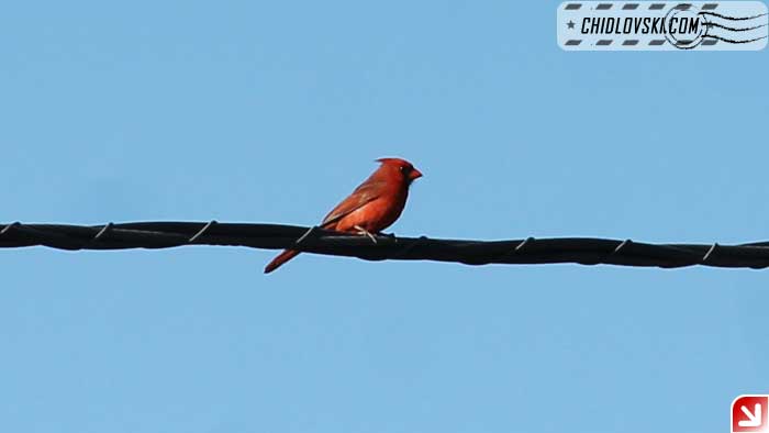 cardinals-003