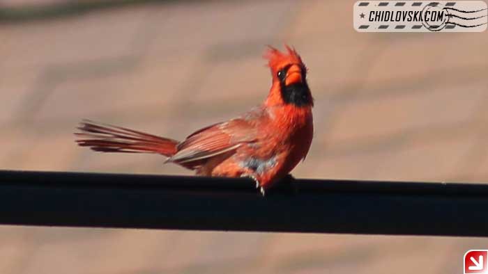 cardinals-009