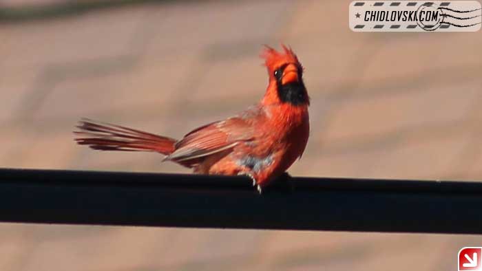 cardinals-009