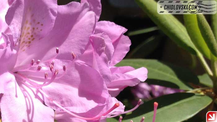 rhododendron