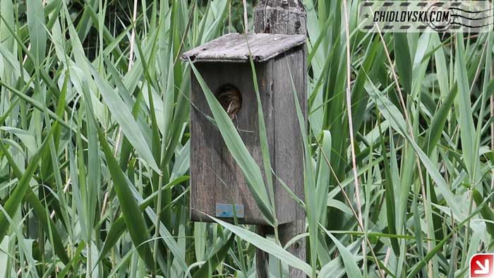 bird-house-001