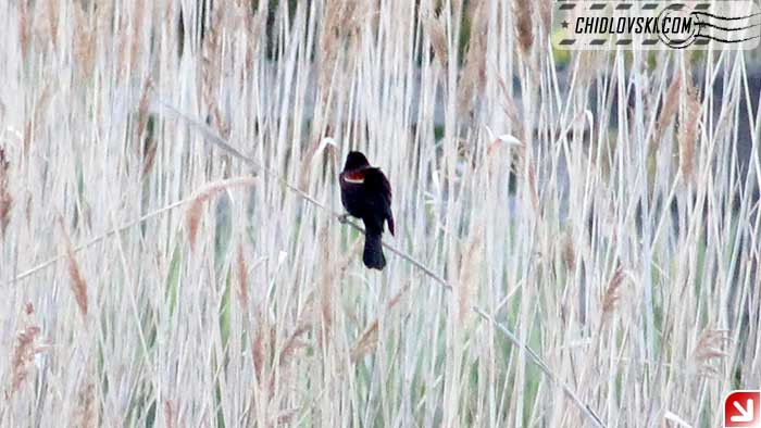 black-bird