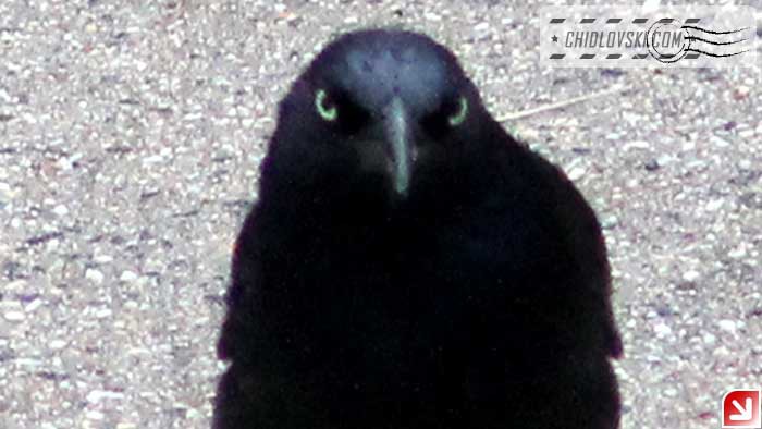 grackle-000