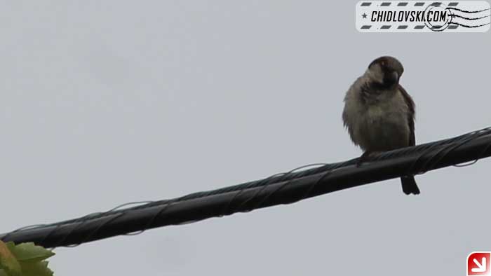 sparrow-001