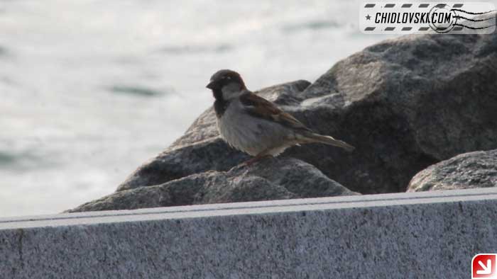 sparrow-harbor