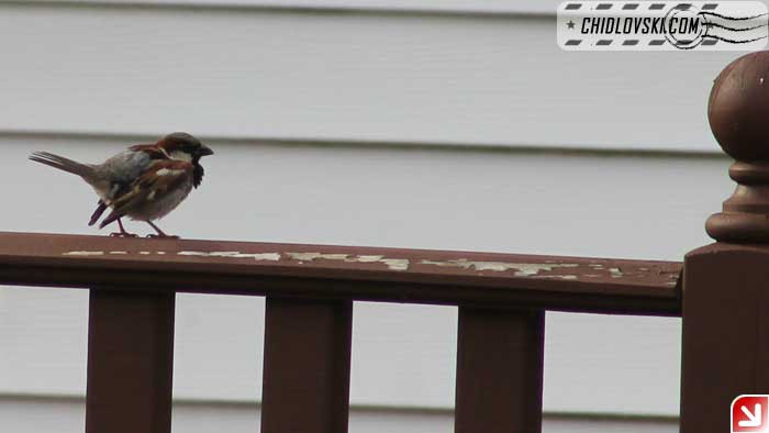 sparrow-porch