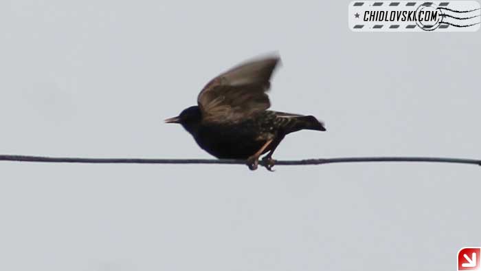 starling-fly