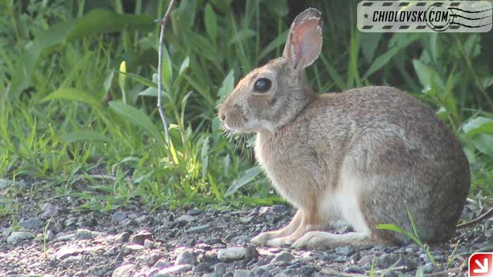 wild-rabbit