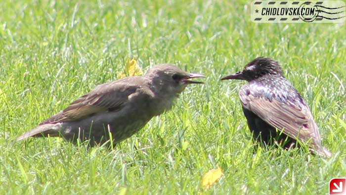 argument-birds