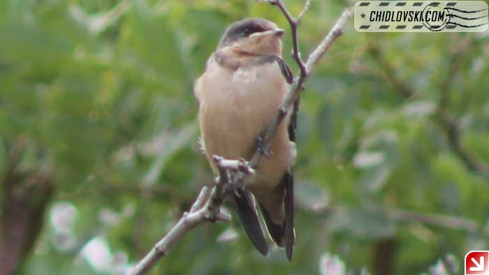 barn-swallow-006