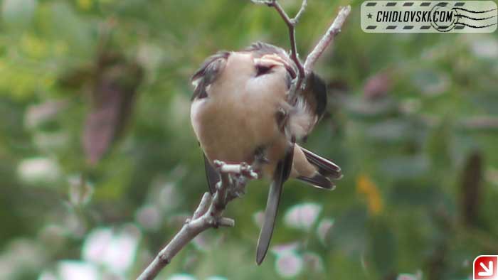 barn-swallow-007