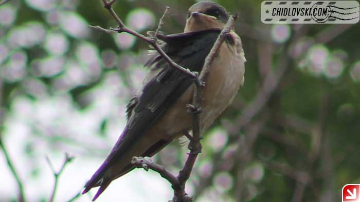 barn-swallow-015