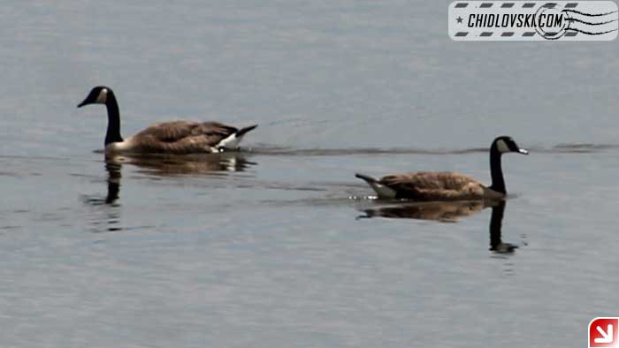 ca-goose-003