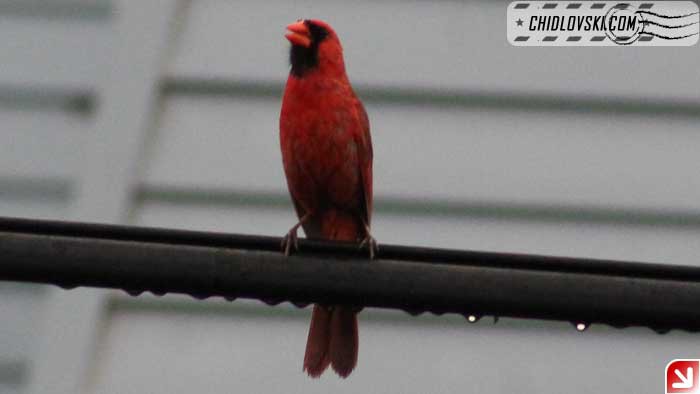 cardinal-072015