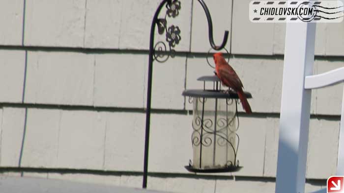 cardinal-405