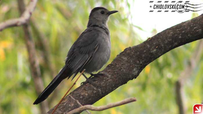 catbird