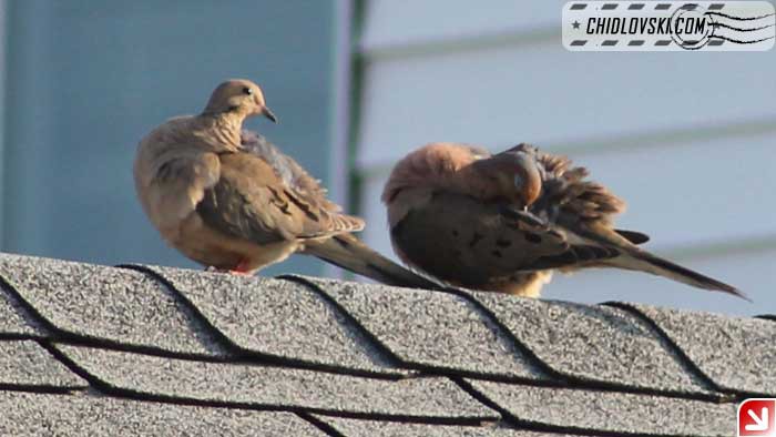 doves-on-roof