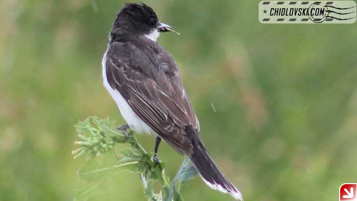 eastern-kingbird