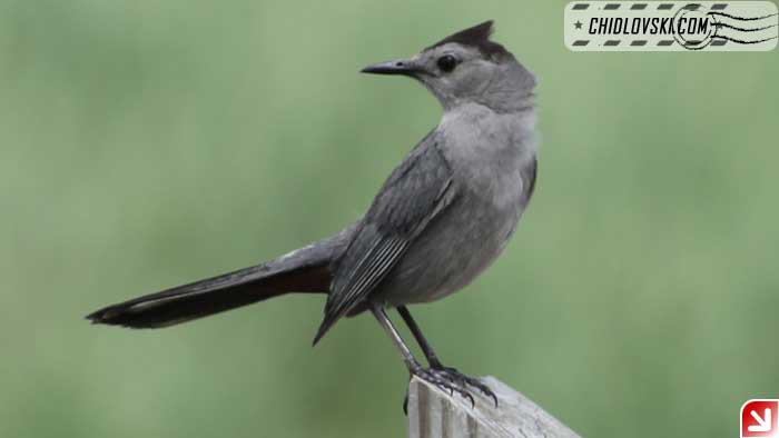 gray-catbird
