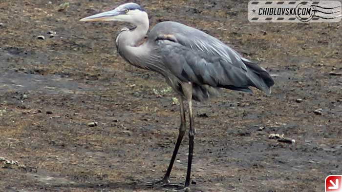 great-blue-heron