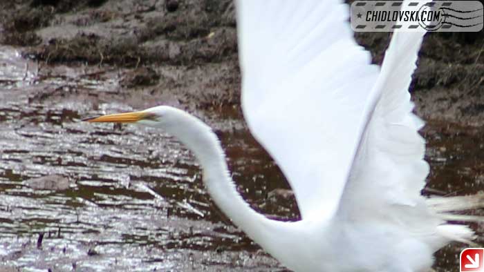 great-egret