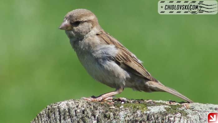 handsome-sparrow