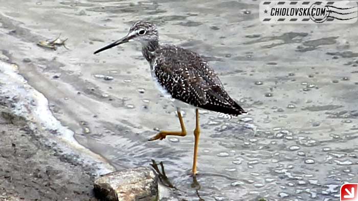 lesser-yellowlegs