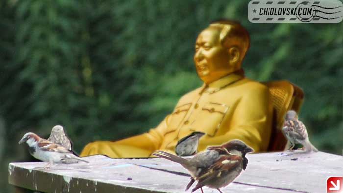 mao-n-sparrows