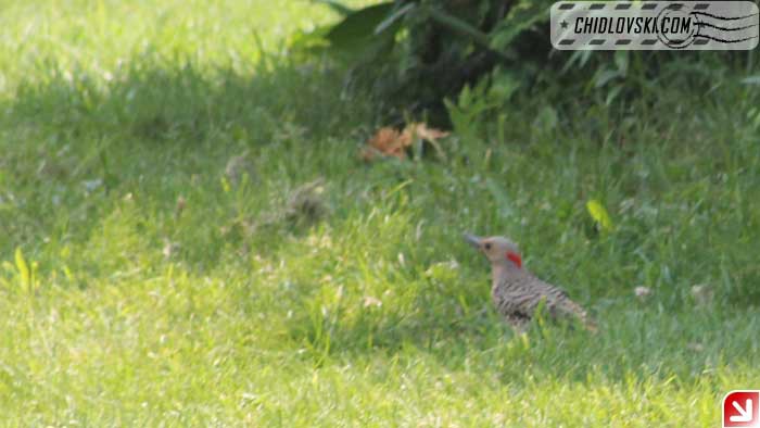 northern-flicker-003