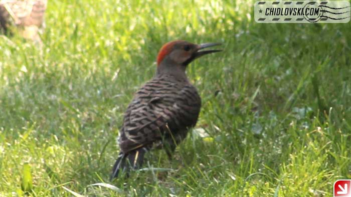 northern-flicker-005