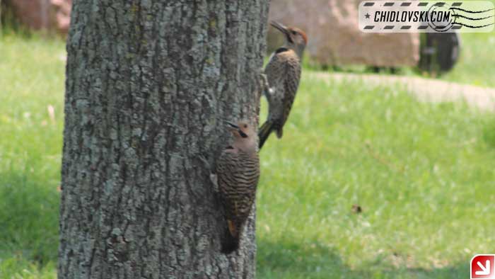 northern-flicker-006