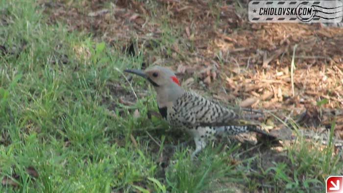 northern-flicker-007