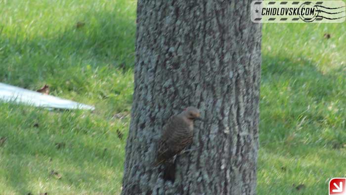 northern-flicker-008