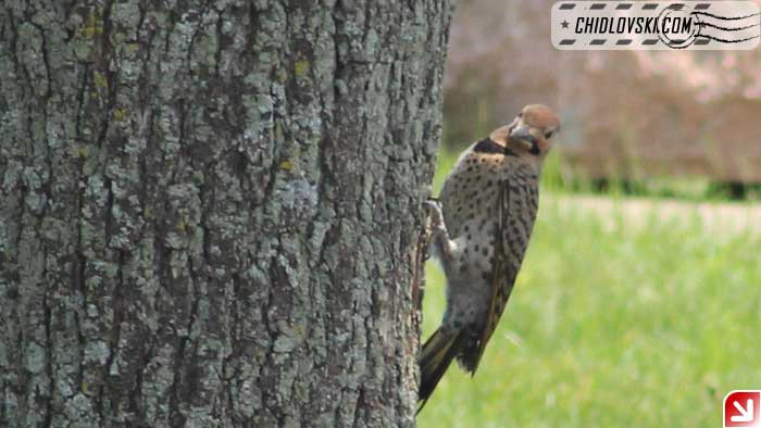 northern-flicker-009