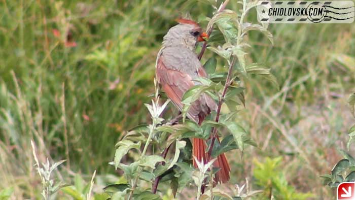 orange-bird-001