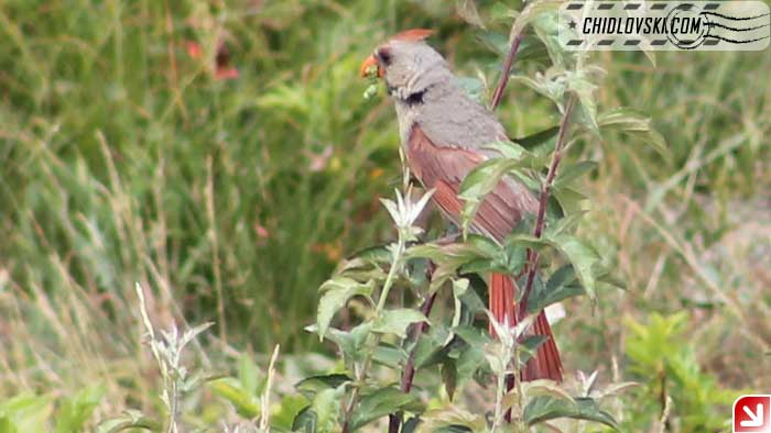 orange-bird-002